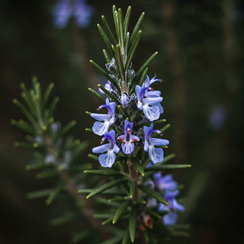 Rosemary