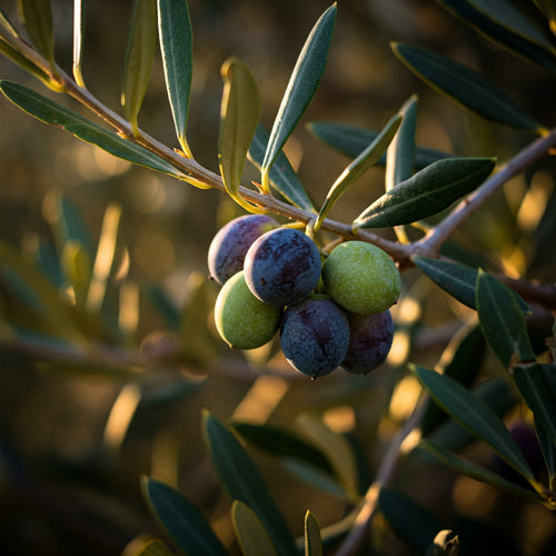 Olive