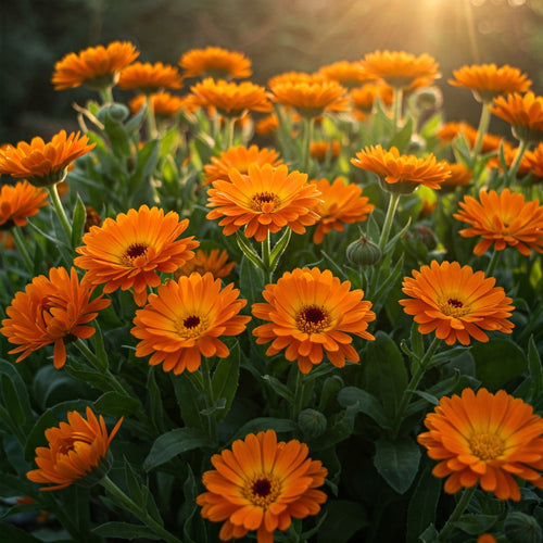 Calendula