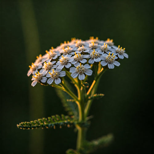 Yarrow