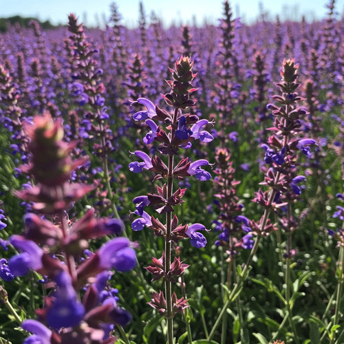 Clary Sage