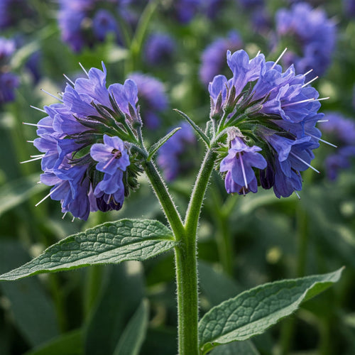 Comfrey