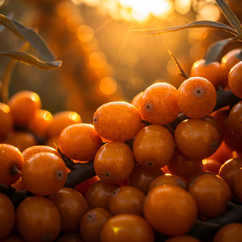 Seabuckthorn