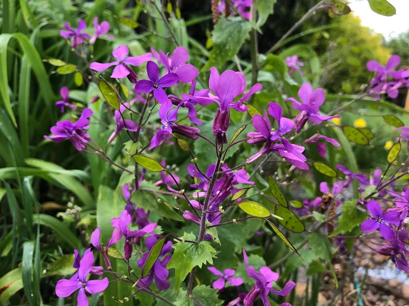 Lunaria