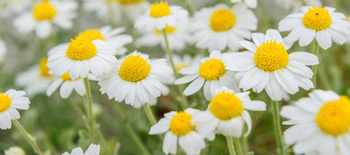 Chamomile