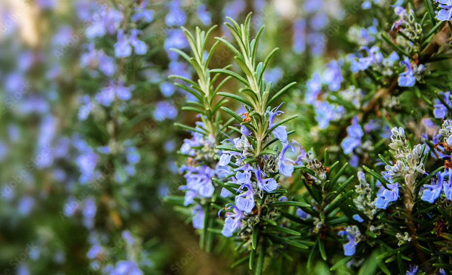 Rosemary