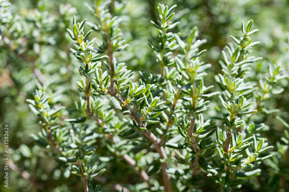 Thyme