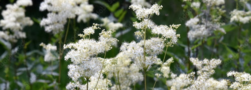 Meadowsweet