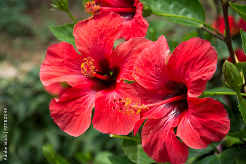 Hibiscus