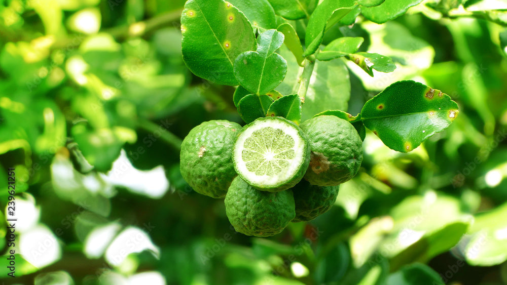 Bergamot