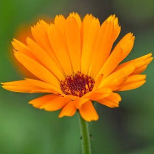 Calendula