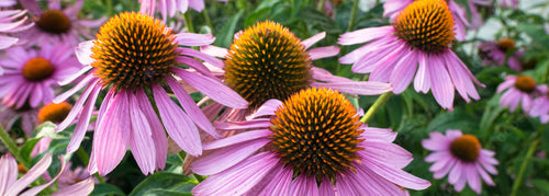 Echinacea