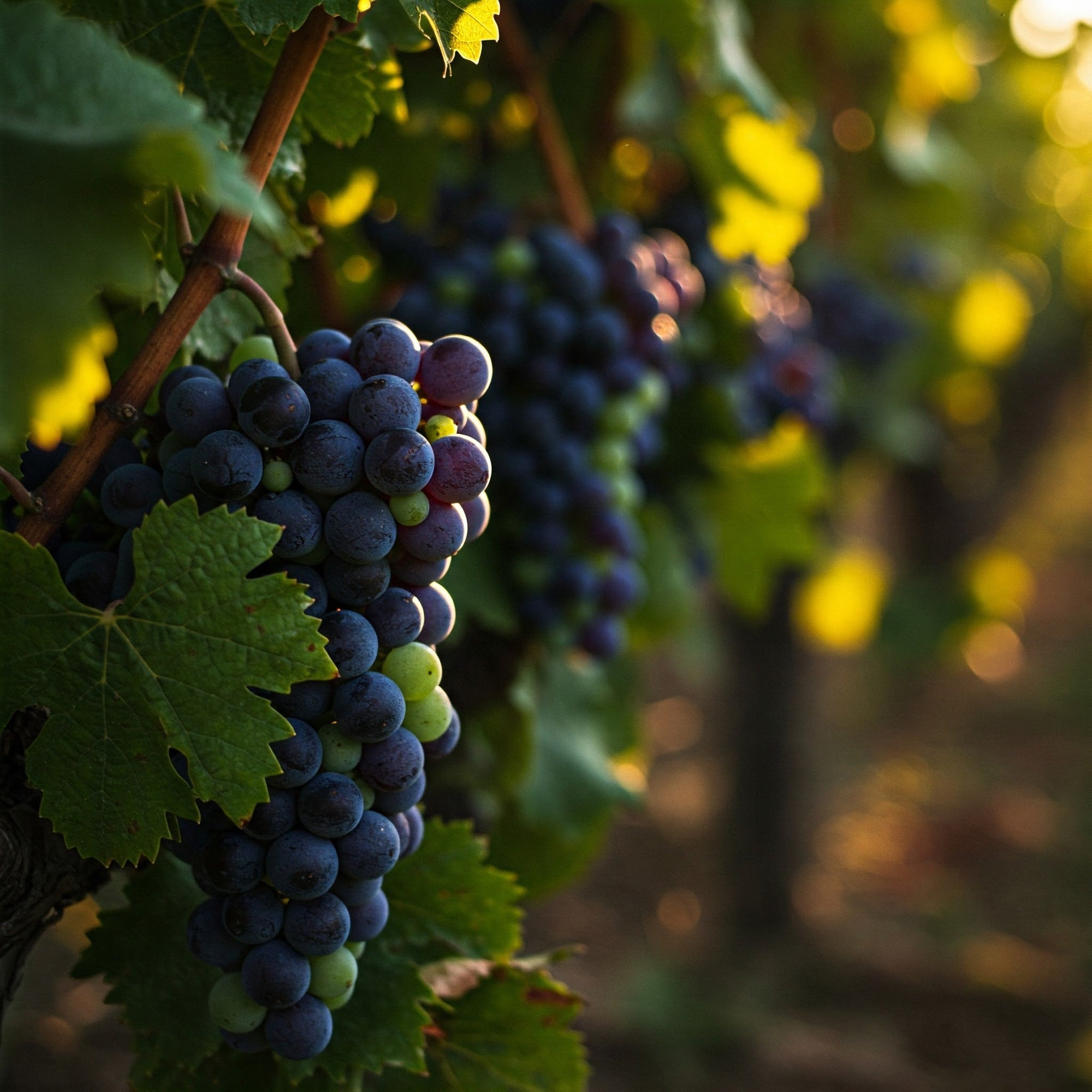 Grapeseed