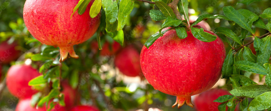 Pomegranate