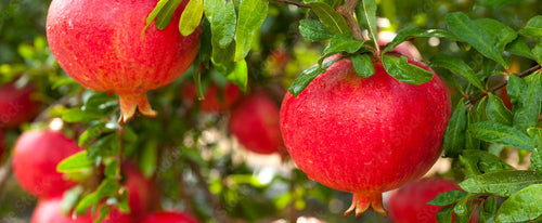 Pomegranate