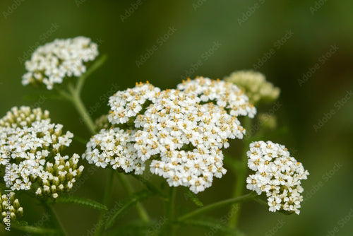 Yarrow