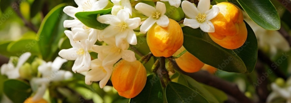 Neroli