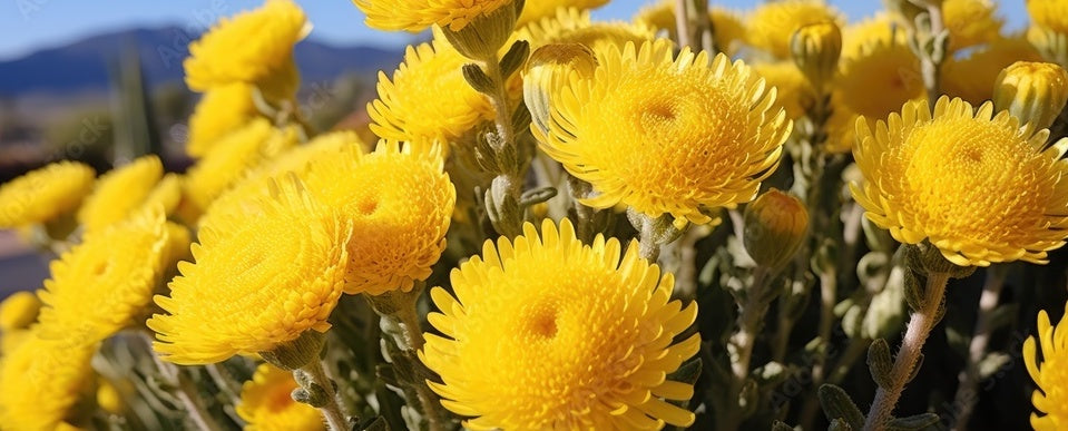 Helichrysum