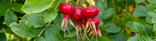 Rosehip