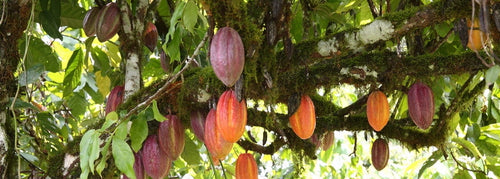 Cacao