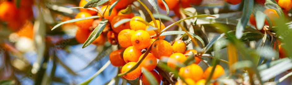 Seabuckthorn