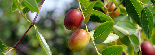 Jojoba