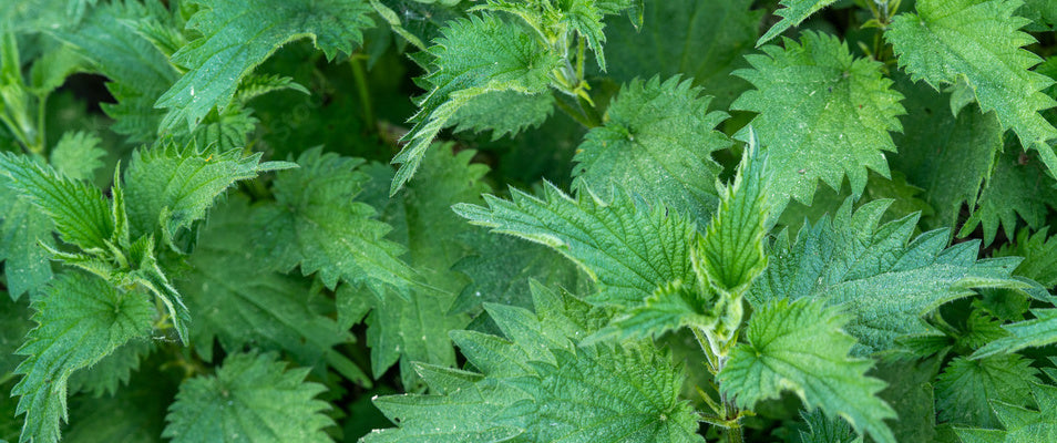 Nettle