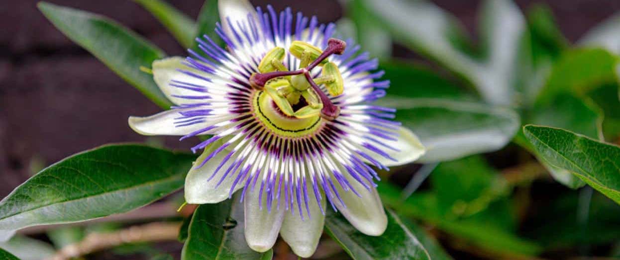 Passionflower