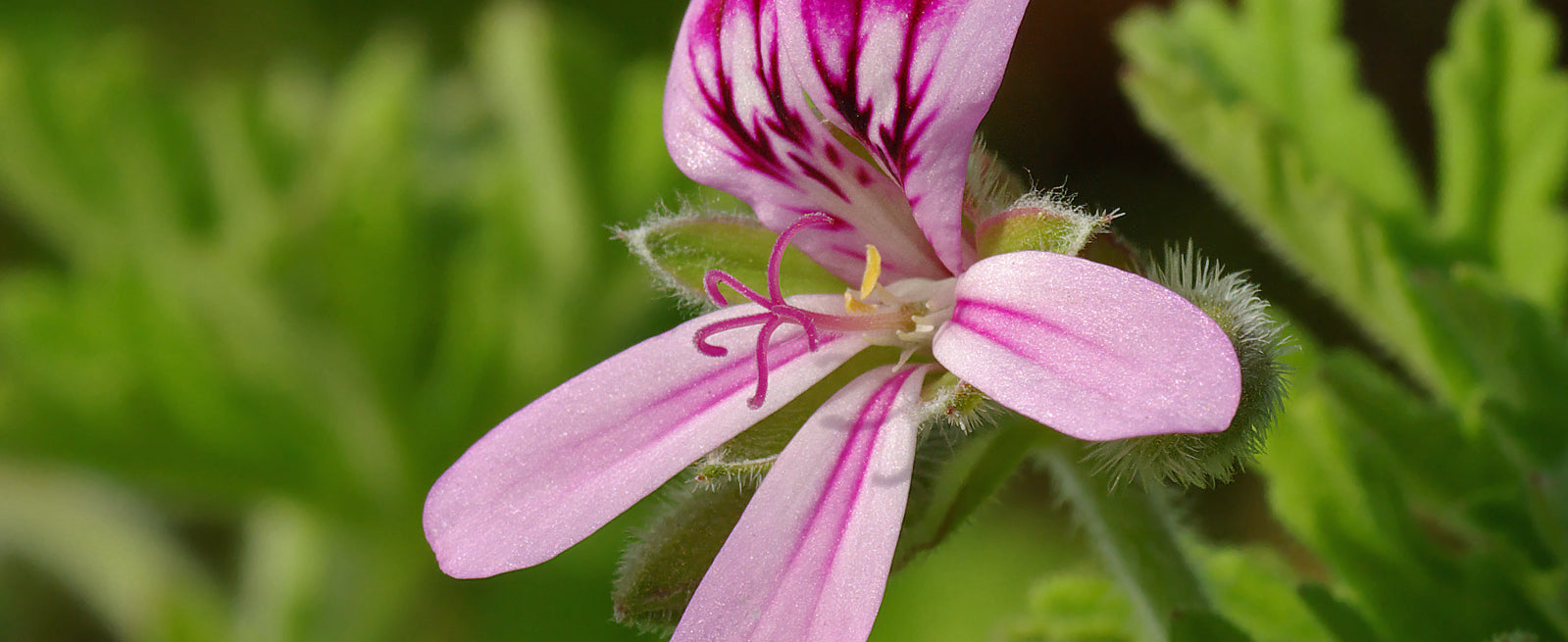 Rose Geranium